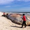 Dead Whale Was 58 Feet Long, Had Bite Marks On Its Side